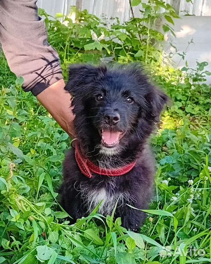 Щенок 4 месяца очень ждёт чтобы его заметили