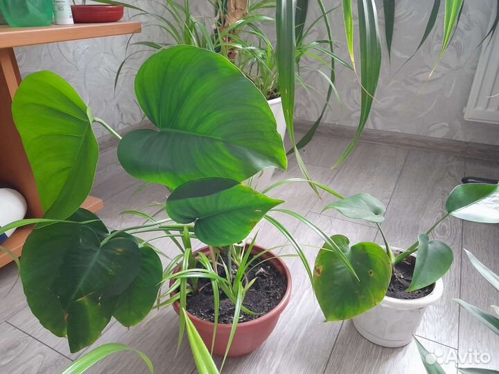 Панданус,юкка