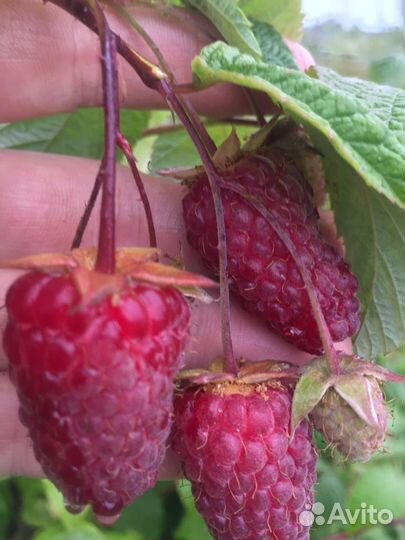 Саженцы малины ремонтантной 