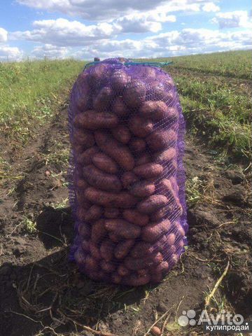 Картофель оптом