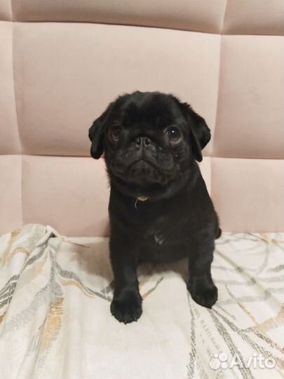 Щенки мопса от чемпионов России и РКФ