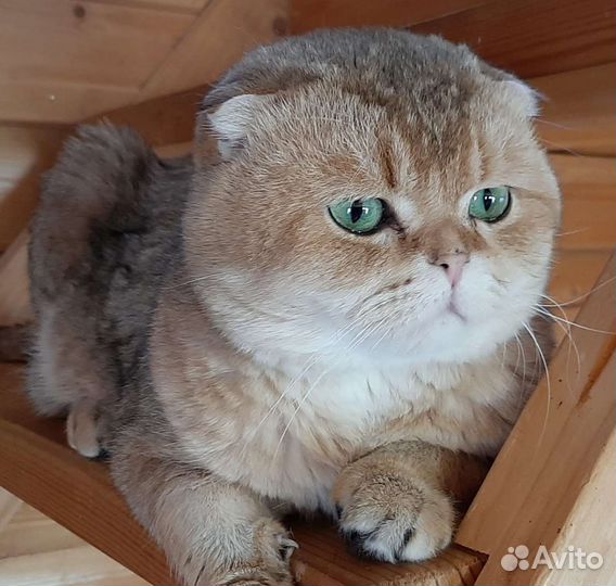 Золотые шиншиллы