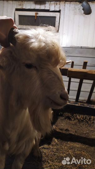 Козы, Овцы оптом