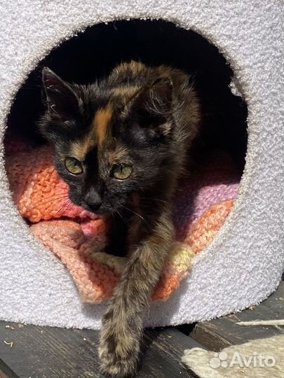 Котята из Соледара