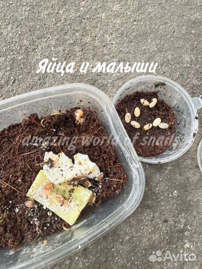 Улитки ахатины