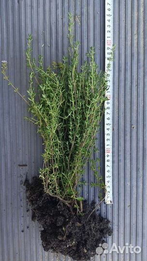 Чабрец, тимьян