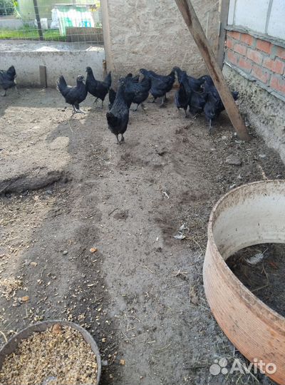 Куры и петухи брама, ухейилюй и другие породы