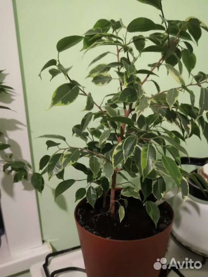 Фикус бенджамина