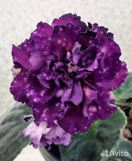 Детки сортовых фиалок