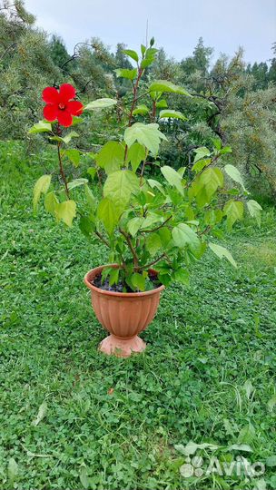 Гибискус китайская роза