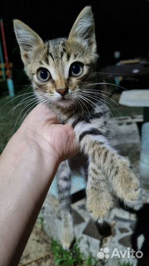 Котики в добрые руки