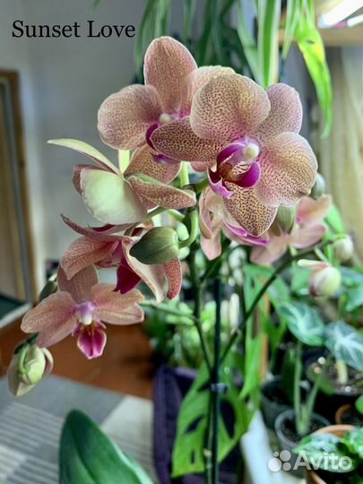 Орхидея Фаленопсис Камбрия Мильтония