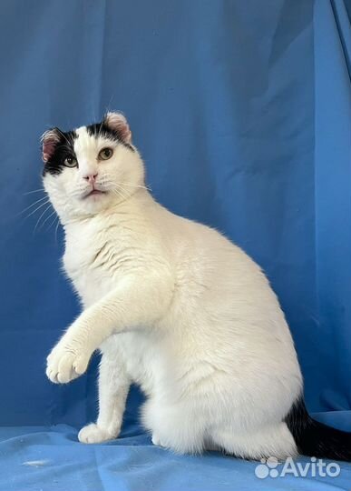 Кот-алабай Мурзик в добрые руки