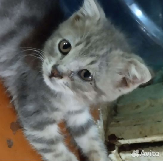 Котёнок 2-3месяца вислоухий