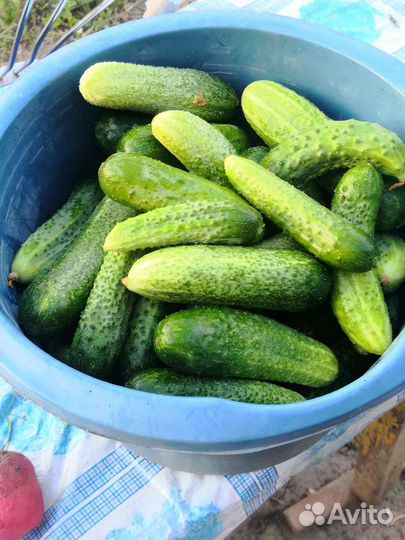 Огурцы свежие домашние