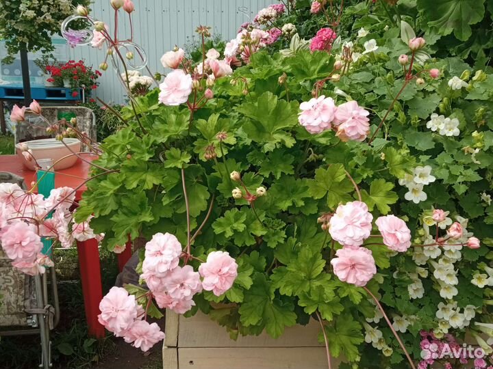 Пеларгония Леона Галактика