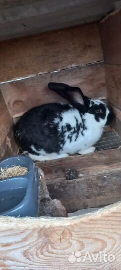 Кролики разных пород