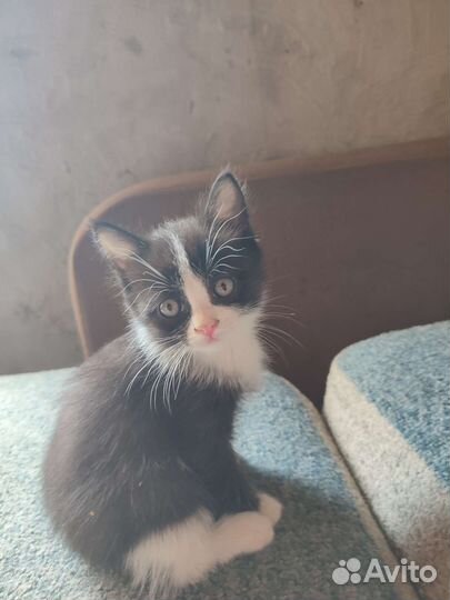 Котята полуперсы