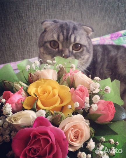 Кот на вязку