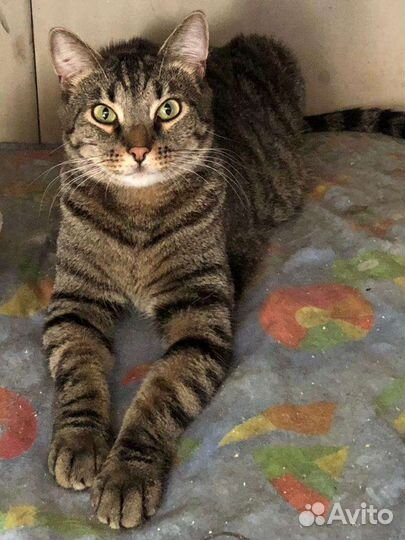 Кошечка 1,5 года,Европейская