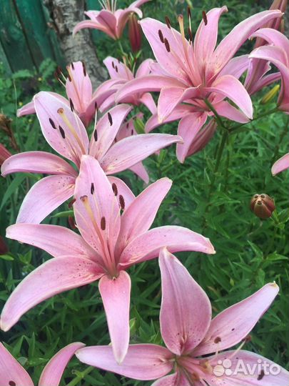 Лилии, лилейники и др. многолетники