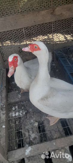 Мускусные утки тяжелые линии