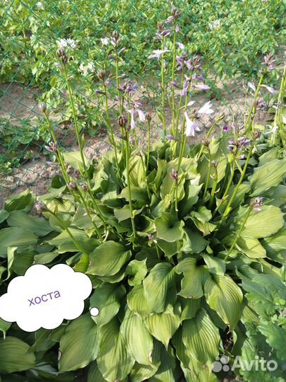 Цветы многолетники садовые