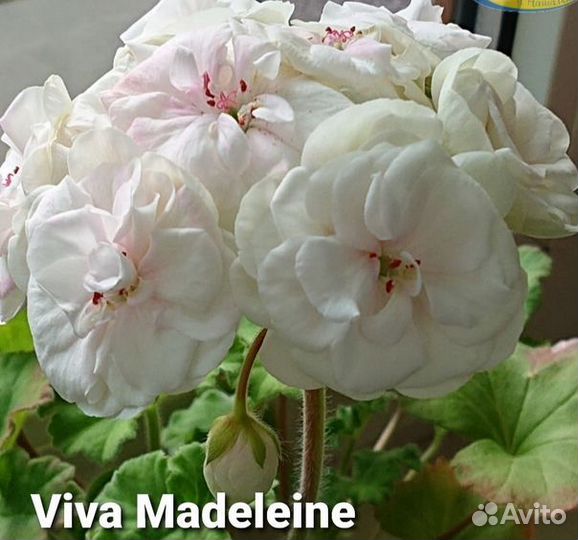 Пеларгония герань