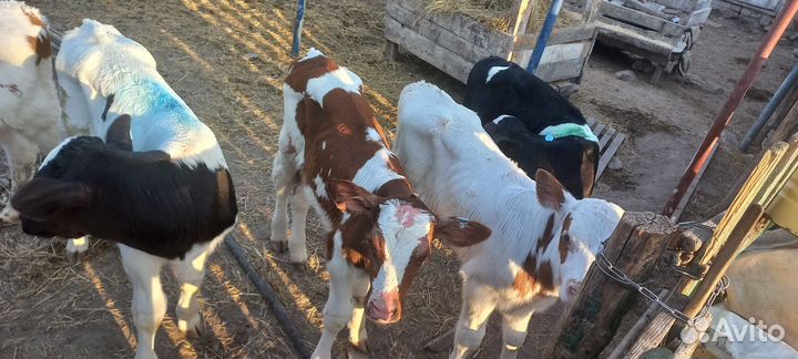 Бычки и телята