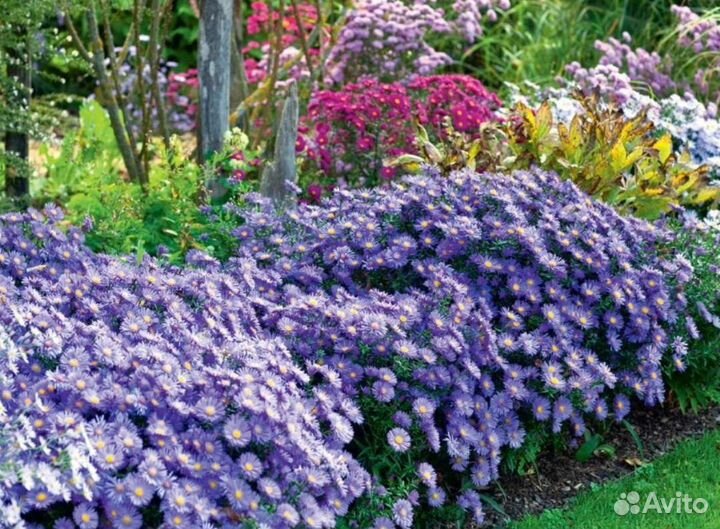 Астра осенняя, Гелениум, Ромашка канадская