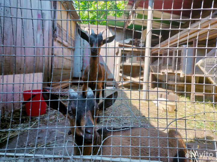 Коза с козлятами