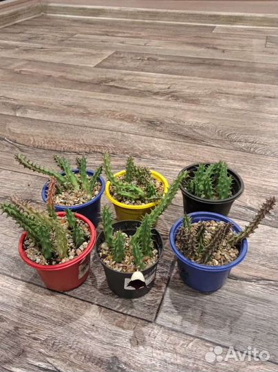 Суккуленты