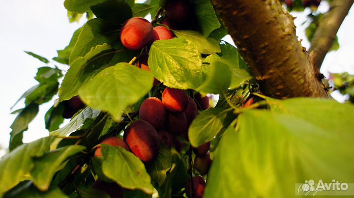 Фотокартины - Природа (Photo pictures - Nature)