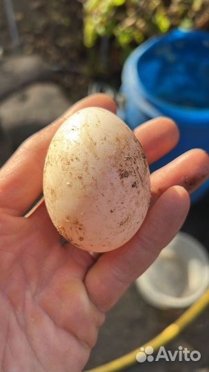 Яйца утиные