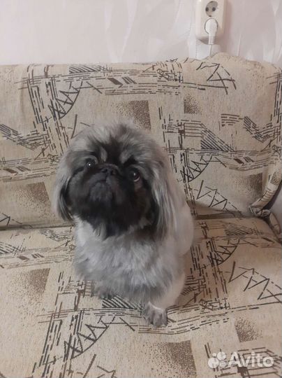 Вязка пекинес