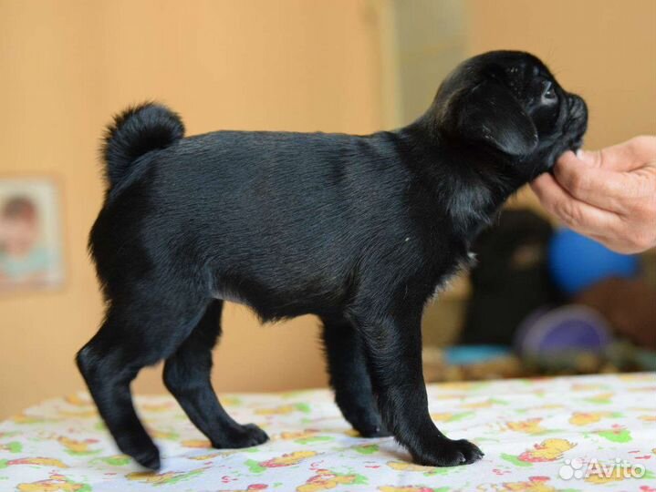 Мопсы щенки