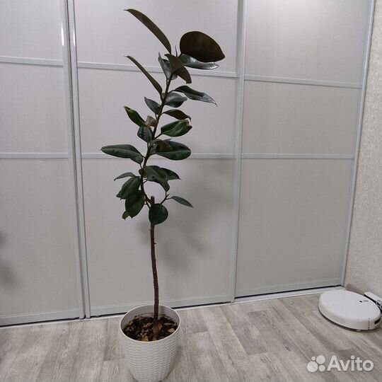 Фикус крупнолистный