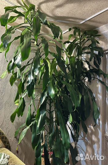 Драцена ароматная