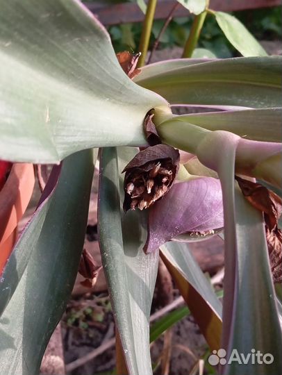 Комнатные цветы