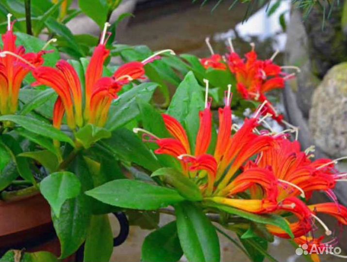 Филодендроны. Эсхинантус жар птица