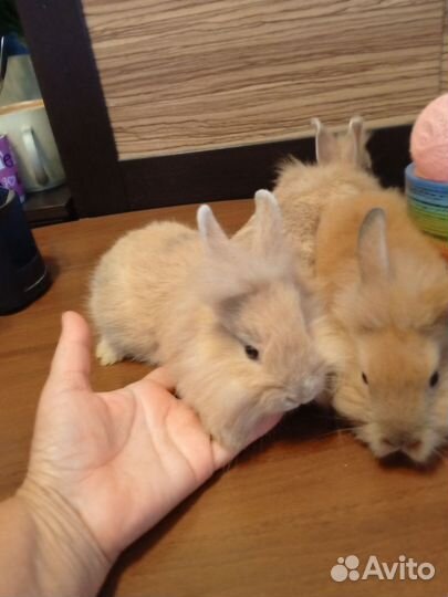 Декоративные кролики