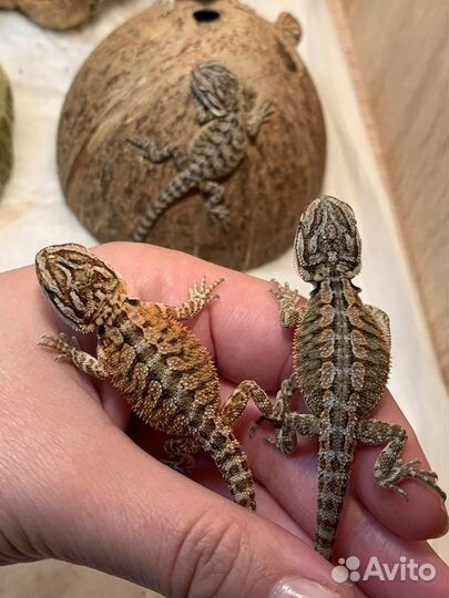 Бородая агама, ящерица, рептилии