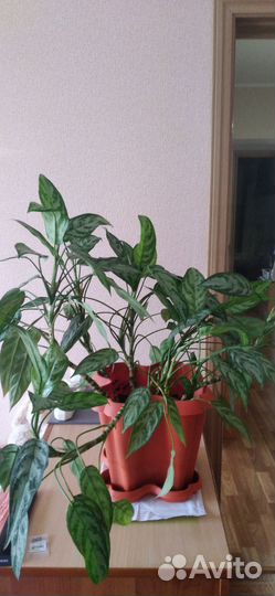 Комнатные цветы