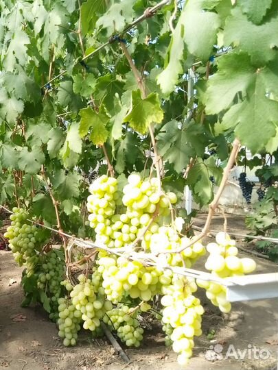 Саженцы винограда