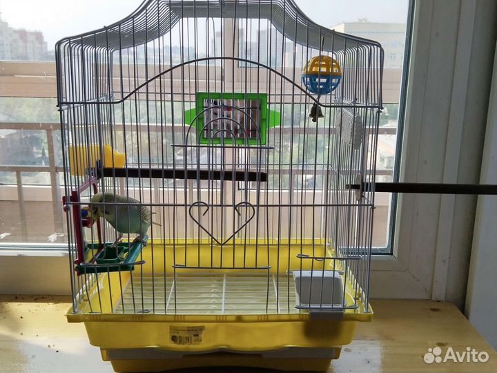 Попугай волнистый девочка