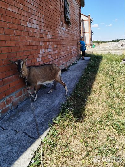 Козы дойные