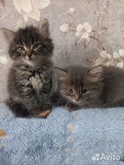 Котята