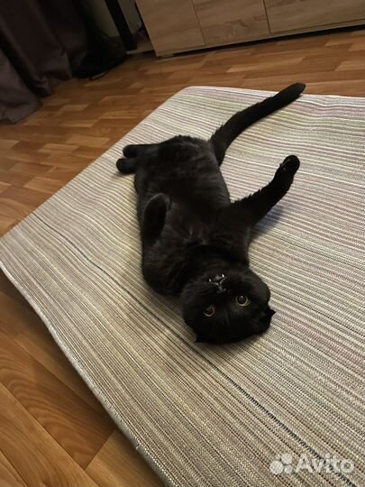 Шотландский вислоухий кот