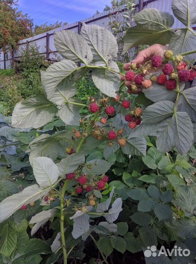 Саженцы малина ремонтантная с участка СНТ заря 3