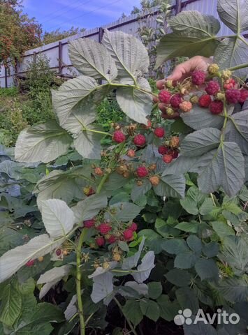 Саженцы малина ремонтантная с участка СНТ заря 3